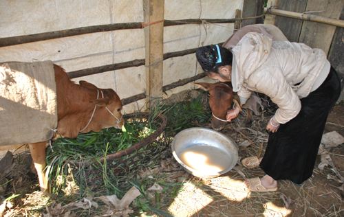 Bài 3: Viettel Yên Bái đổ lỗi cho địa phương trong vụ bò dự án “dính” dịch!