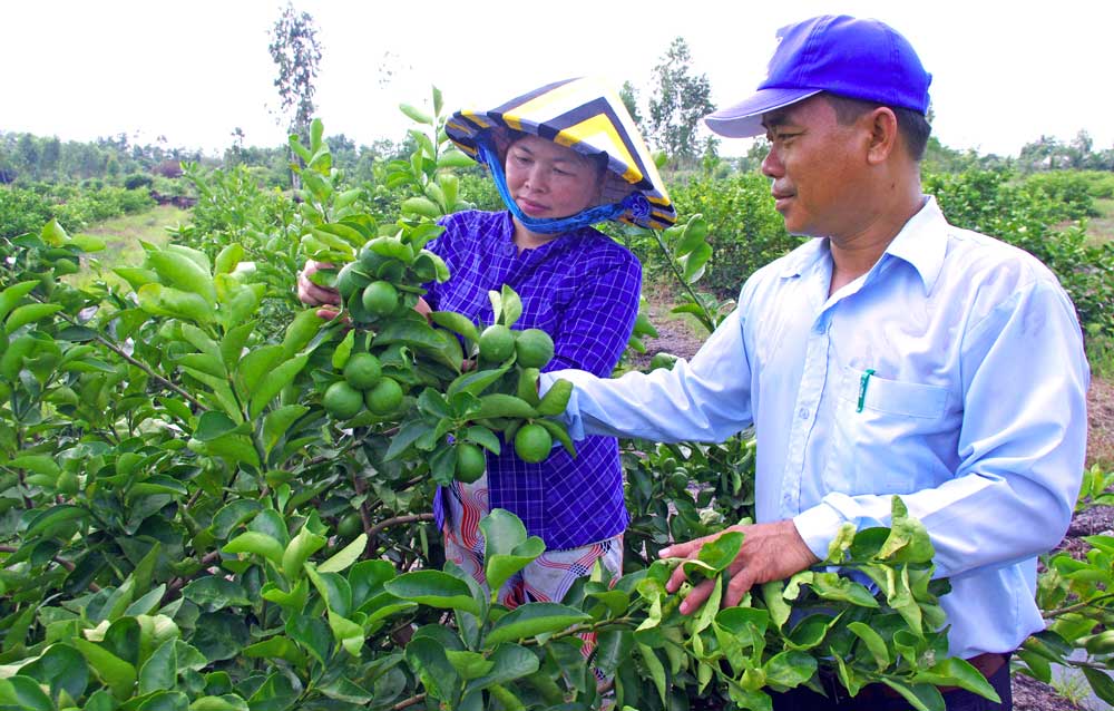 Trồng Chanh ở xã Bình Hòa Nam giúp nông dân tăng thêm thu nhập