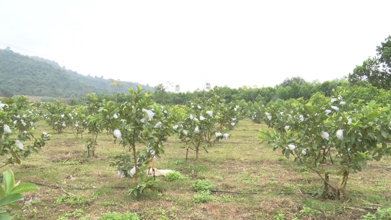 Vườn ổi Hồng Kông của ông Nguyễn Duy Vĩnh được trồng thay thế các loại cây kém chất lượng đang vươn mình phát triển