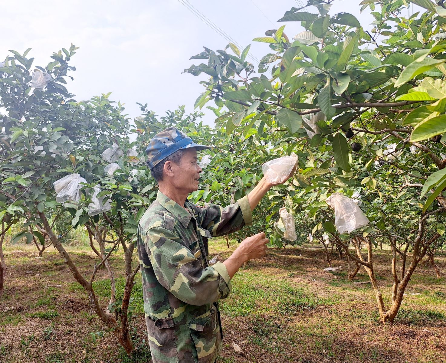 Vườn ổi gia đình ông Nguyễn Duy Vĩnh, xã Bãi Trành, huyện Như Xuân đang chuẩn bị cho lứa quả mới