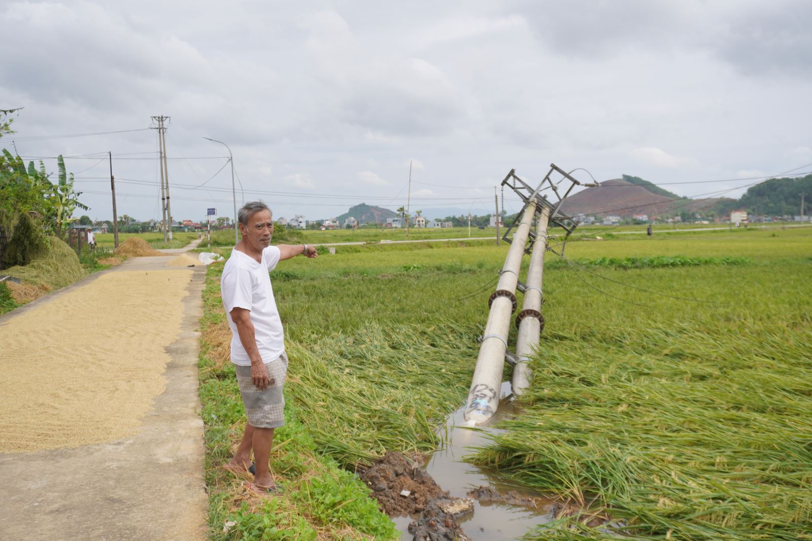 Cột điện đôi đổ xuống ruộng lúa tại thôn Thọ Xương, xã Tượng Sơn, huyện Nông Cống