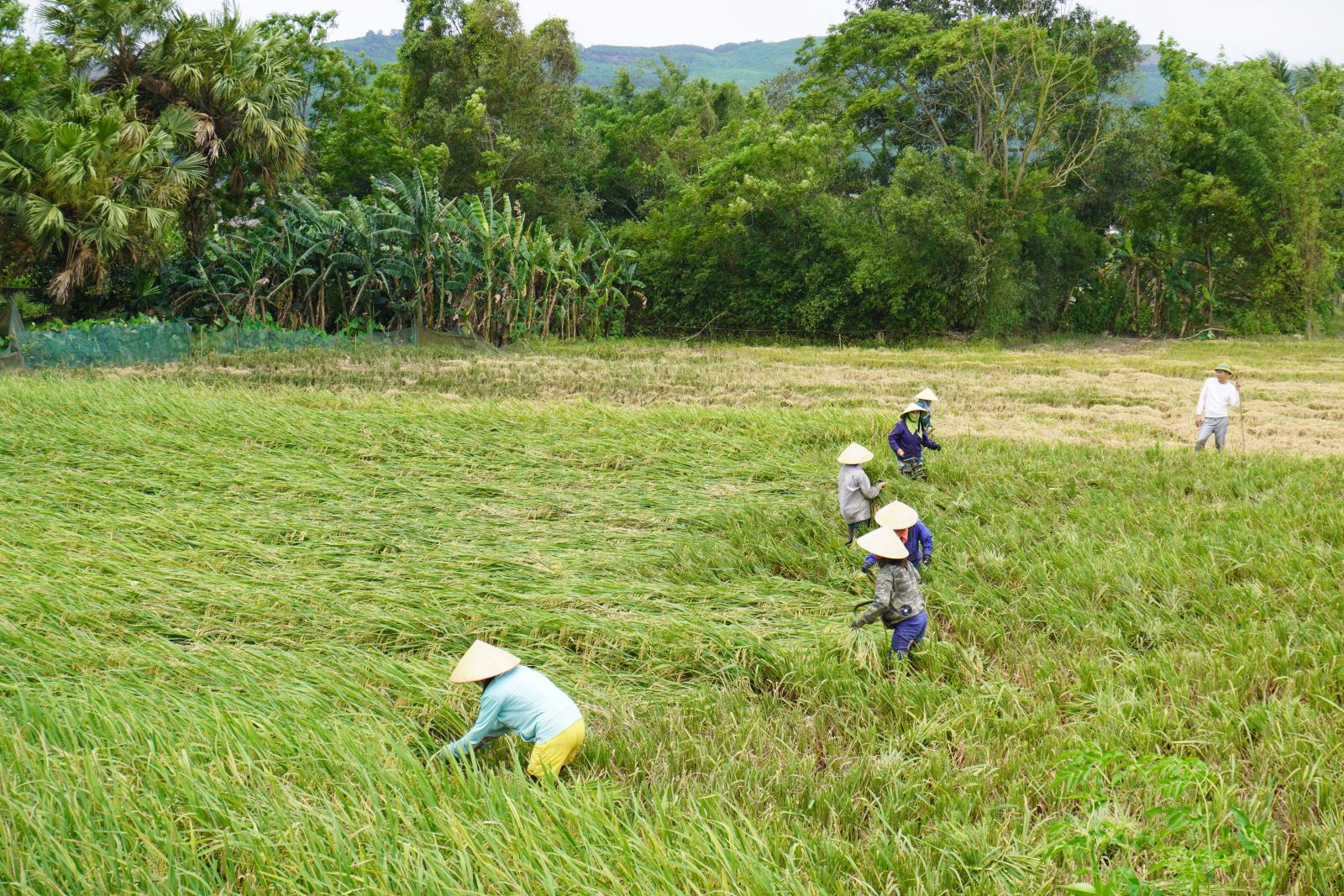Người dân đang thu hoạch những diện tích lúa bị đổ đã chín 80%.