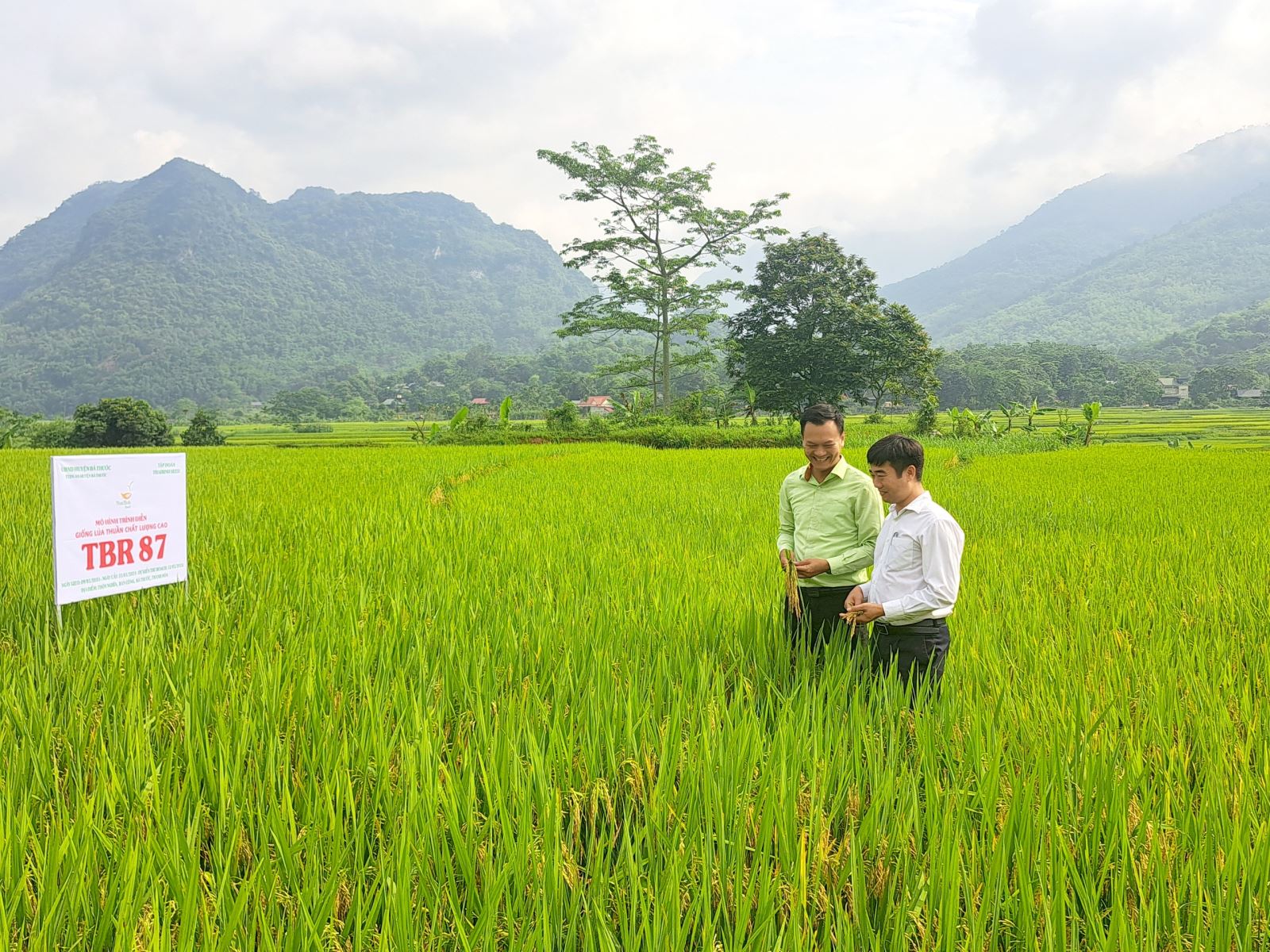 Ông Nguyễn Ngọc Đại, Giám đốc Trung tâm Dịch vụ nông nghiệp huyện Bá Thước và ông Bùi Quang Tuấn, Giám đốc Chi nhánh Bắc Trung Bộ - Tập đoàn ThaiBinh Seed kiểm tra, đánh giá năng suất lúa trên mô hình thử nghiệm