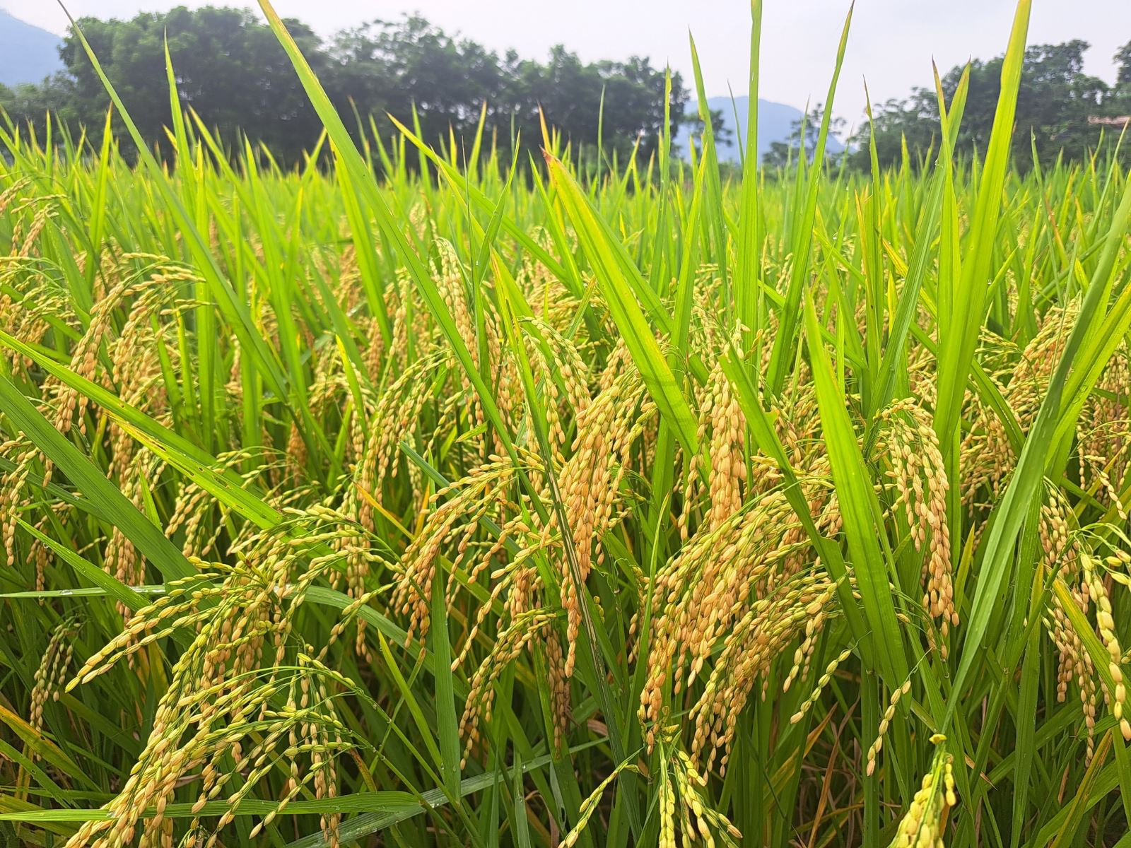 Mô hình trình diễn giống lúa thuần TBR8 trên địa bàn thôn Nghìa, xã Ban Công, huyện Bá Thước