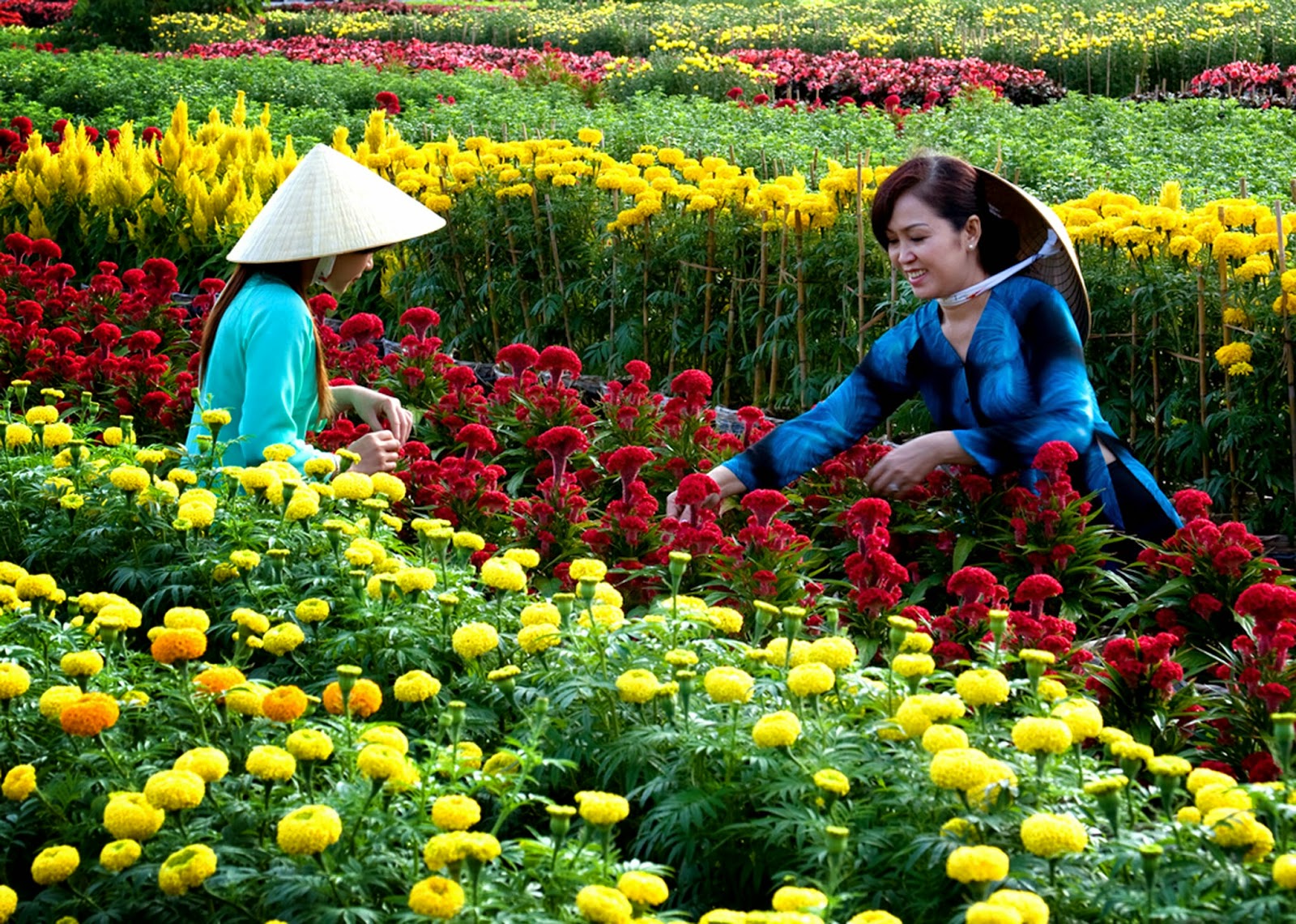 Nông dân Đà Lạt đang chuẩn cho vụ hoa tết nguyên đán 2023