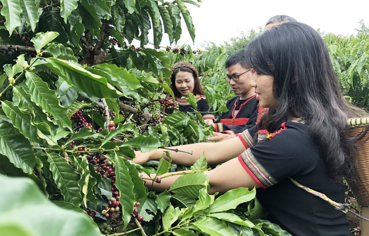 Cà phê Đắk Lắk đã xuấ khẩu đến 60 quốc gia và vùng lãnh thổ