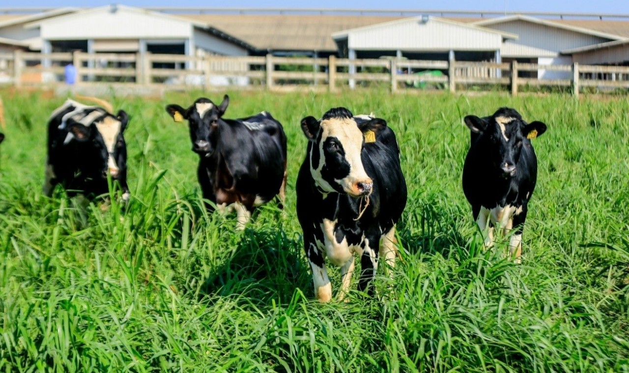 Huyện Cát Tiên sẽ nhập bò sữa về cho các hộ dân nuôi