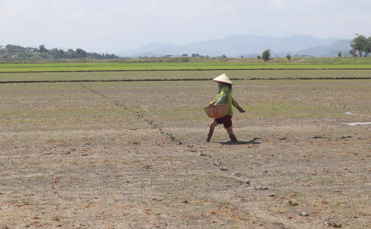Nông dân tỉnh Đắk Lắk đã gieo trồng được gần 62.000ha cây trồng vụ đông xuân 2022-2023