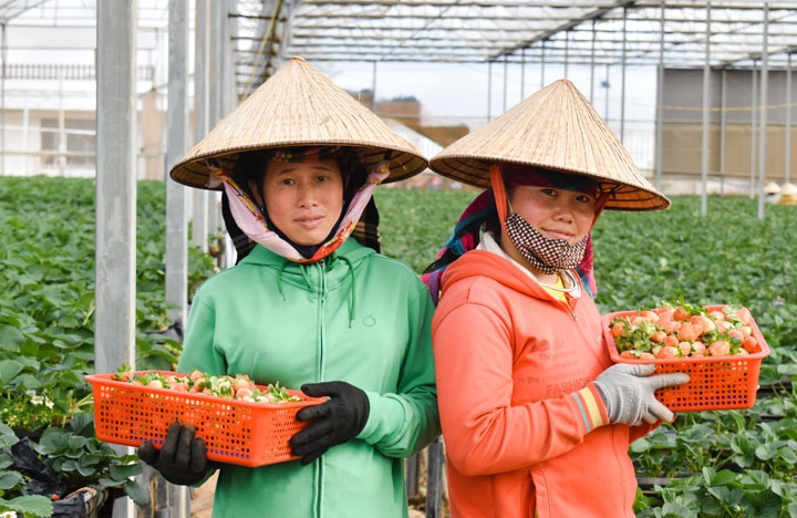 Nhiều HTX nông nghiệp tại tỉnh Lâm Đồng đang phát triển tốt