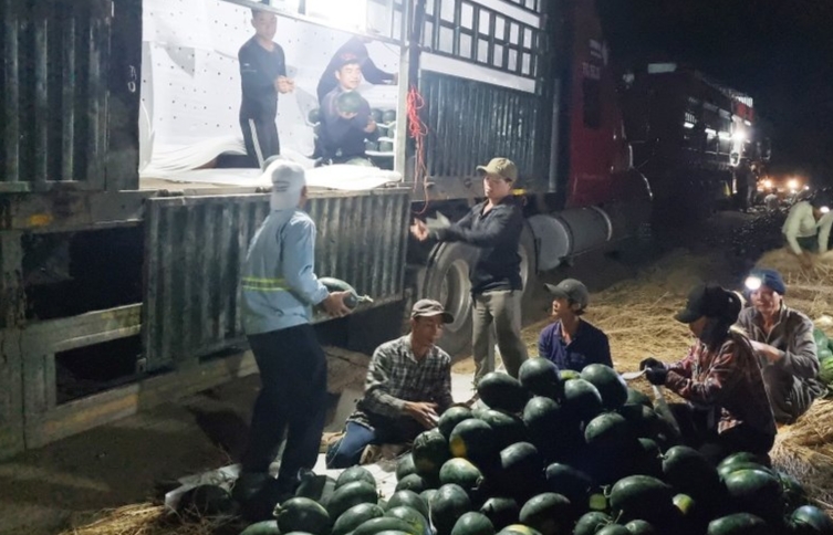 Nông dân huyện Krông Pa thu hoạch dưa hấu