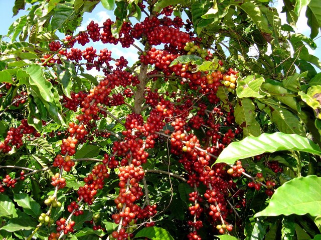 Nông dân Lâm Đồng đang ngày càng mở rộng diện tích cà phê Arabica 