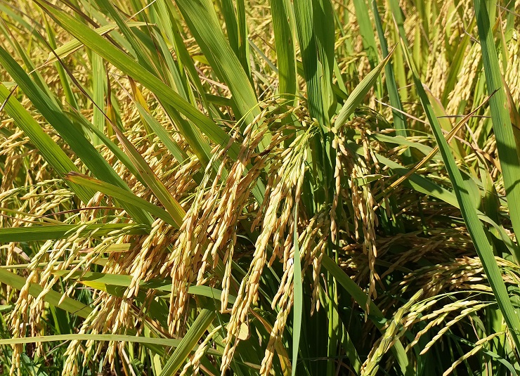 Tỉnh Gia Lai sẽ chuyển đổi diện tích lúa kém hiệu quả sang các cây trồng khác