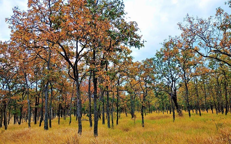 Đây là nơi duy nhất ở Việt Nam có hệ sinh thái rừng khộp (rừng thưa cây, lá rộng cây họ dầu chiếm ưu thế) tự nhiên rộng lớn. Đây là một loại rừng đặc hữu của Tây Nguyên