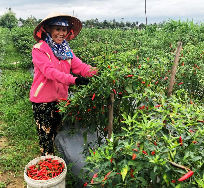 HTX xuất nhập khẩu nông sản Lê Lợi cam kết thu mua toàn bộ sản phẩm ớt cho nông dân đến cuối vụ.