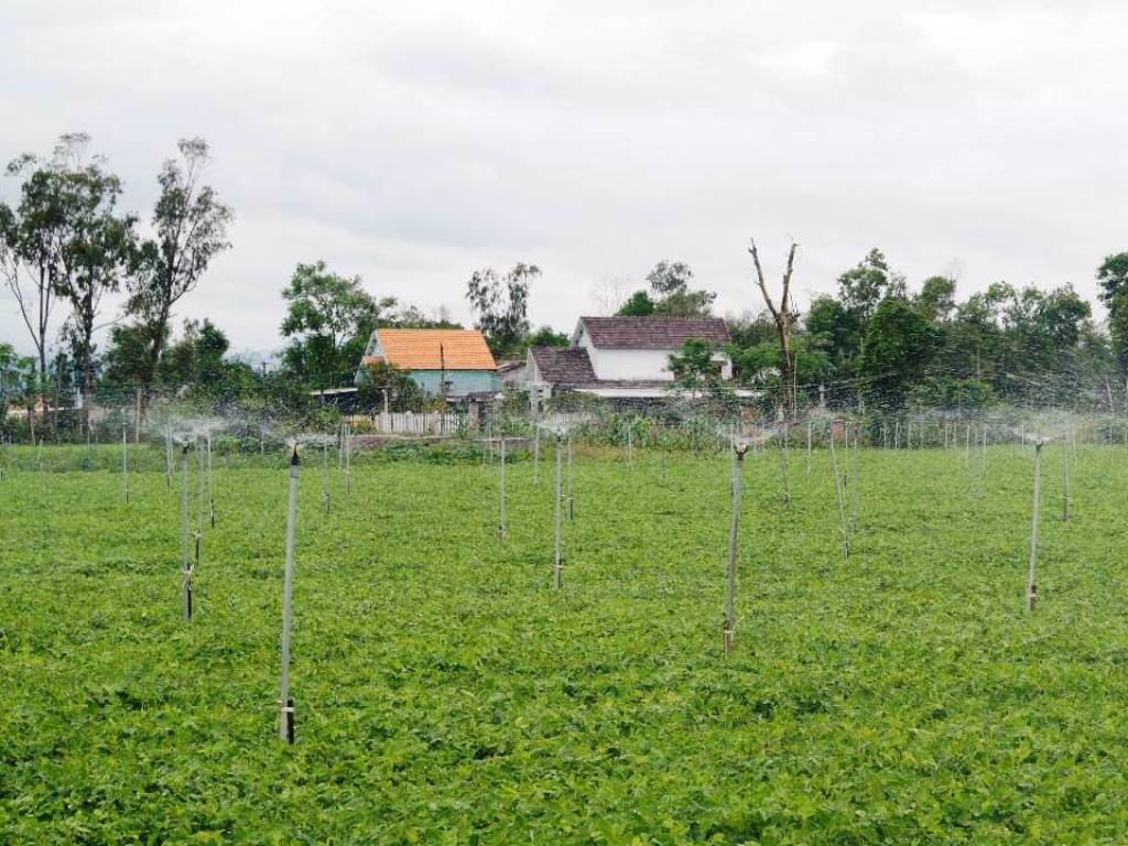 Ngành Nông nghiệp Quảng Ngãi  đã ứng dụng chuyển đổi số trong tưới tiết kiệm, vận hành tưới tự động đối với cây lúa, cây rau màu…với diện tích gần 3.000ha.