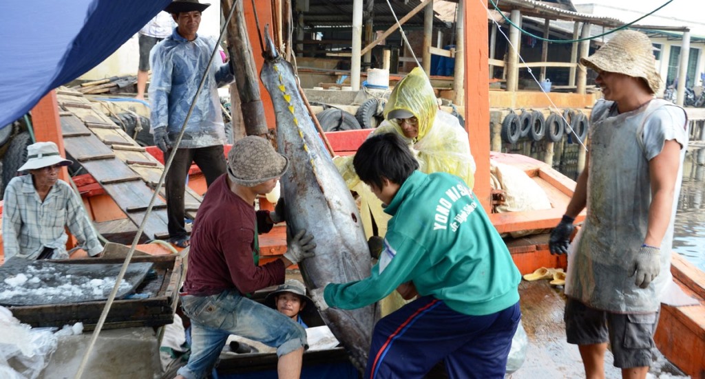 Tàu cá Quảng Ngãi khai thác hải sản trên các vùng biển xa cập cảng Sa Kỳ