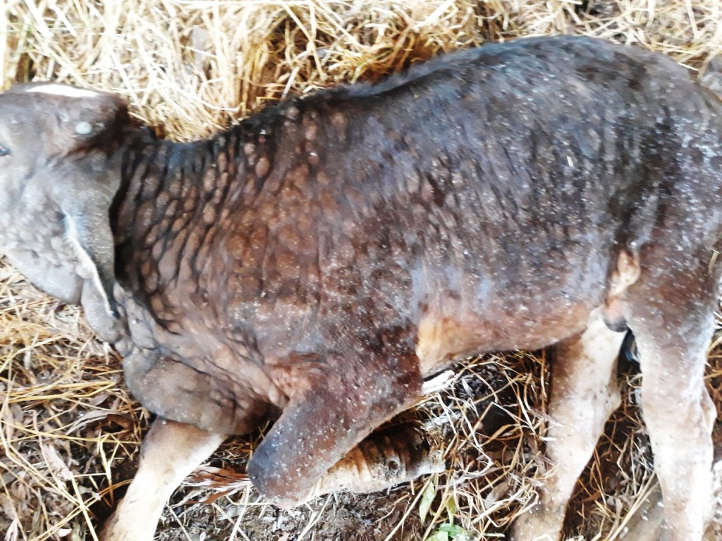 Bệnh viêm da nổi cục ở bò xảy ra trên địa bàn huyện Bình Sơn 