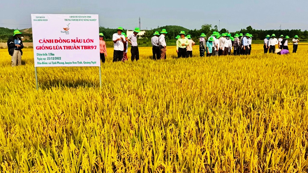 Nông dân tham quan giống lúa TBR97 thể hiện những ưu điểm vượt trội tại mô hình cánh đồng mẫu lớn ở xã Tịnh Phong, huyệnSơn Tịnh, Quảng Ngãi.