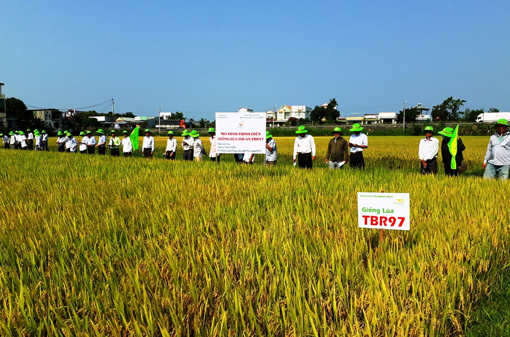 Nông dân tham quan giống lúa TBR97 tại xã Phổ Thuận, thị xã Đức Phổ, Quảng Ngãi.