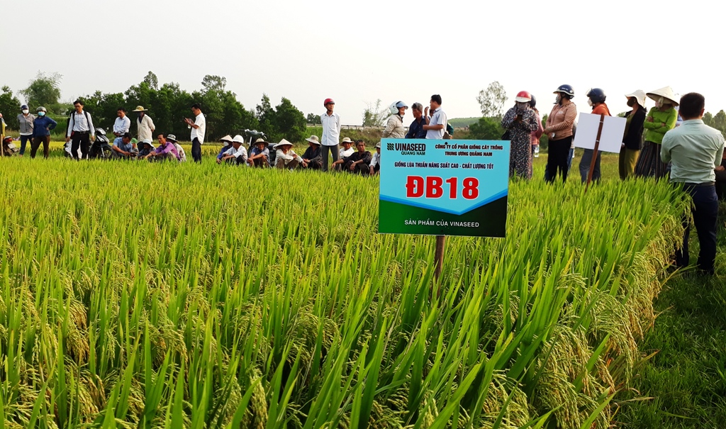 Giống lúa ĐB18 tạo điều kỳ diệu trên vùng “đất khó” tại xã Bình Long, huyện Bình Sơn, Quảng Ngãi