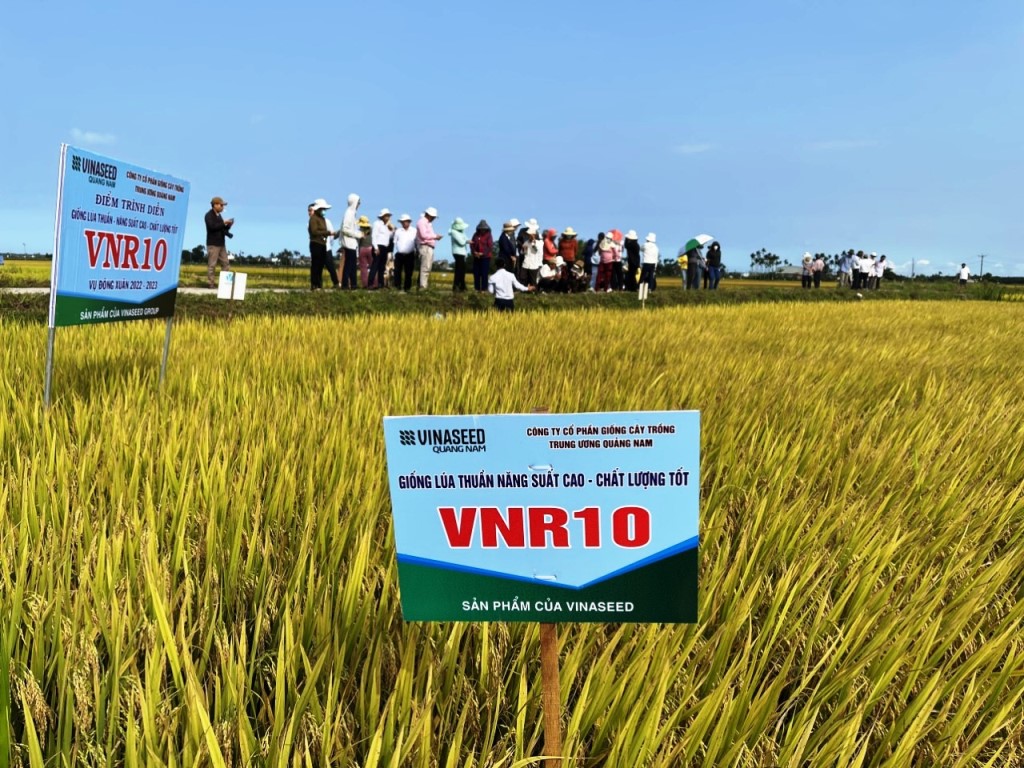 Giống lúa VNR10 tạo điều kỳ diệu trên vùng “đất khó” tại thị trấn Mộ Đức, huyện Mộ Đức, Quảng Ngãi
