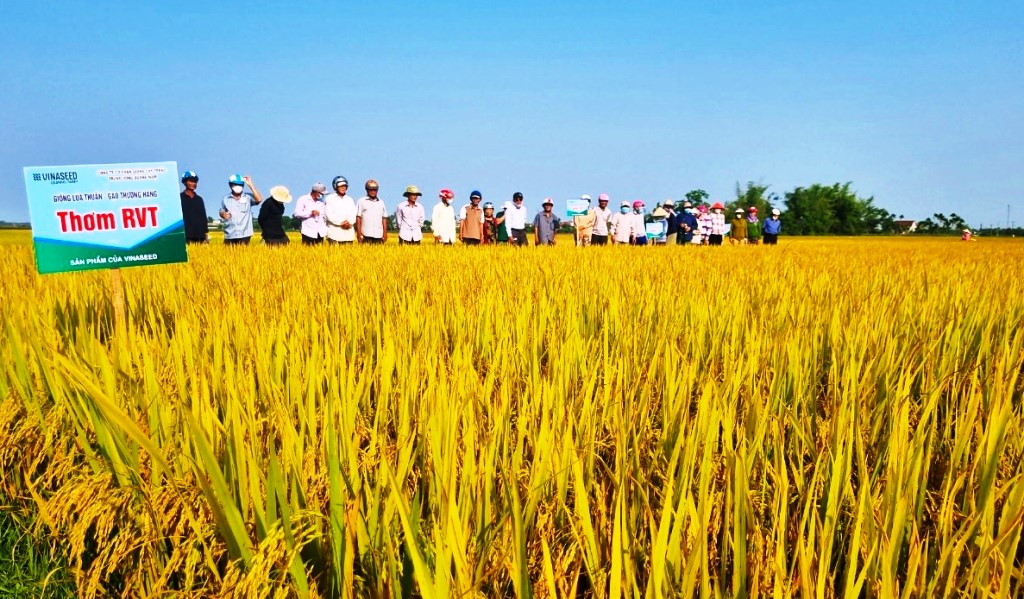 Giống lúa Thơm RVT tạo điều kỳ diệu trên vùng “đất khó” tại thị trấn Mộ Đức, huyện Mộ Đức, Quảng Ngãi