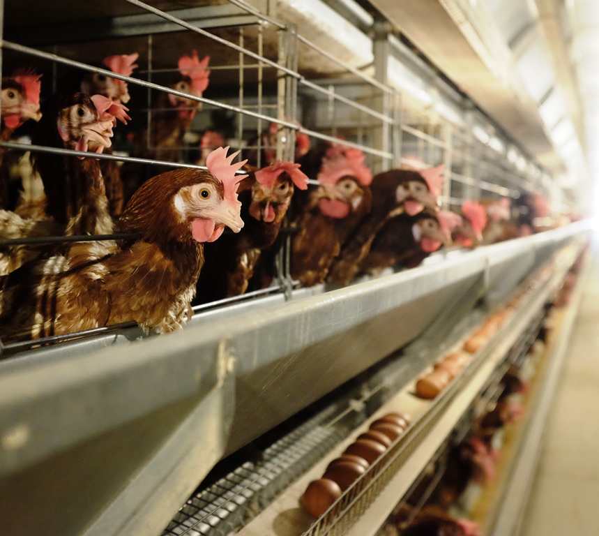 Trang trại chăn nuôi gà đẻ trứng được đầu tư hiện đại, an toàn sinh học 