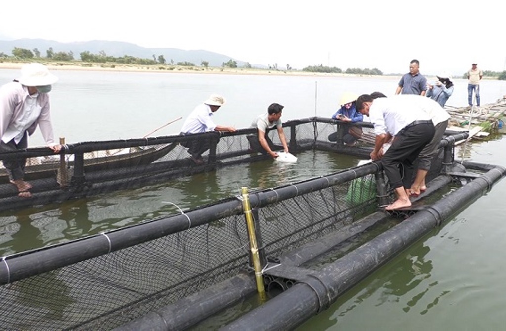 Thả giống thực hiện mô hình hỗ trợ nuôi thủy sản lồng bè bằng vật liệu mới HDPE trên sông Trà Khúc tại xã Tịnh Sơn, huyện Sơn Tịnh.