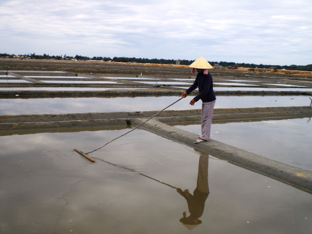 Đồng muối Sa Huỳnh có diện tích 115ha với khoảng 550 hộ diêm dân tham gia sản xuất muối.