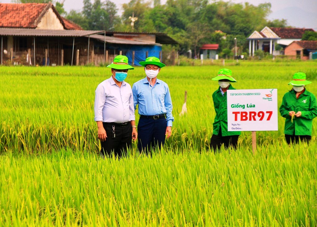 Vùng sản xuất lúa giống theo chuỗi liên kết tại HTX Nông nghiệp Đại Thắng