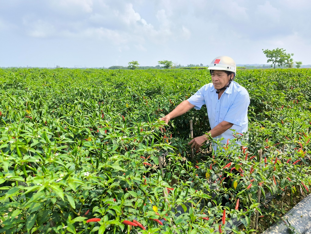 Ông Bạch Hùng, Giám đốc HTX Dịch vụ Nông nghiệp xã Bình Dương kiểm tra cánh đồng ớt