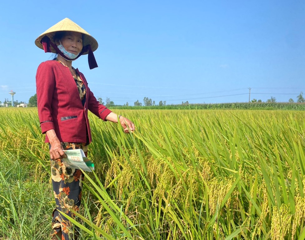 Bà Trương Mai ở xã Tịnh Thiện (TP Quảng Ngãi) tham gia thử nghiệm giống lúa QC03 