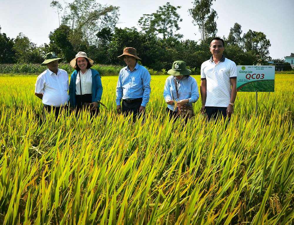 Ông Phạm Bá, Chi cục trưởng Chi cục Trồng trọt và BVTV tỉnh Quảng Ngãi (bên trái) tham quan mô hình thử nghiệm giống lúa QC03 tại xã Tịnh Thiện (TP Quảng Ngãi)