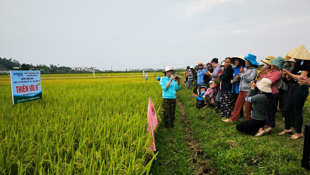 Hội thảo đầu bờ đánh giá các giống lúa tại Tổ dân phố Giao Thủy,  thị trấn Châu Ổ (huyện Bình Sơn)