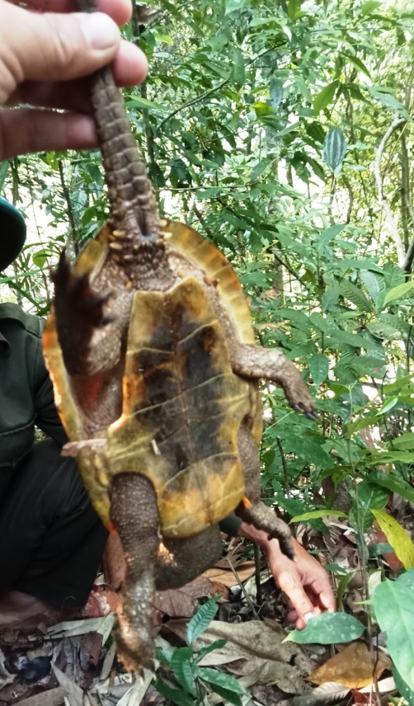 Loài rùa này được liệt kê vào nhóm cực kỳ nguy cấp trong sách đỏ thế giới 