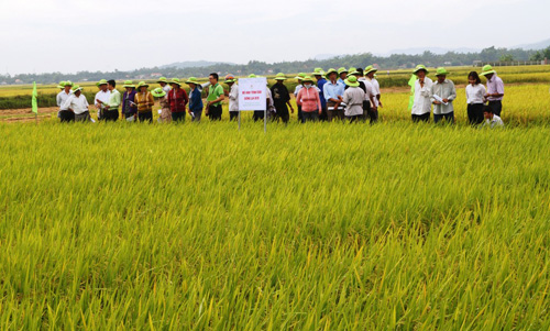  Nông dân tham quan mô hình giống lúa BC15 tại xã Đức Hiệp, huyện Mộ Đức, Quảng Ngãi