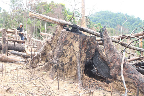 Những cánh rừng ở xã Tiên Lãnh bị tàn phá nghiêm trọng để lấy đất trồng keo