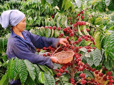 Hơn 10 ngàn hecta cà phê Tây Nguyên được tái canh từ nguồn vốn Agribank
