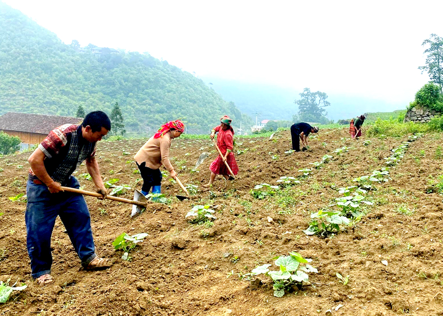 Người dân xã Lũng Cú (Đồng Văn) chuyển đổi trồng hoa màu trái vụ, góp phần nâng cao đời sống.