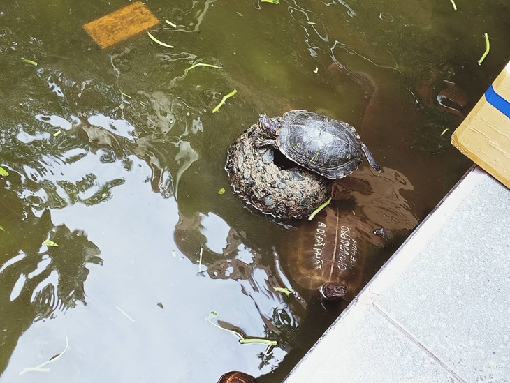 Các cá thể rùa bị nuôi nhốt được chuyển tới Trạm cứu hộ động vật hoang dã Củ Chi, thành phố Hồ Chí Minh để được chăm sóc. Ảnh: Thanh Thủy