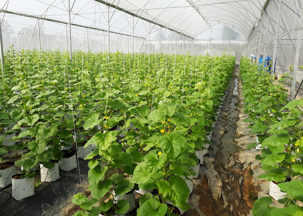 Ứng dụng khoa học và công nghệ giúp nâng cao năng suất, chất lượng nông sản tại nhiều địa phương. (Trong ảnh: Vườn mẫu tại xã Kim Liên, huyện Nam Đàn).
