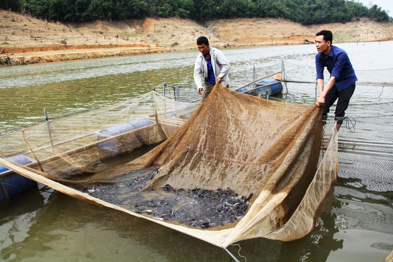 Nuôi cá lồng tạo sinh kế bền vững cho người dân vùng lòng hồ thủy điện ở huyện Quế Phong, tỉnh Nghệ An.