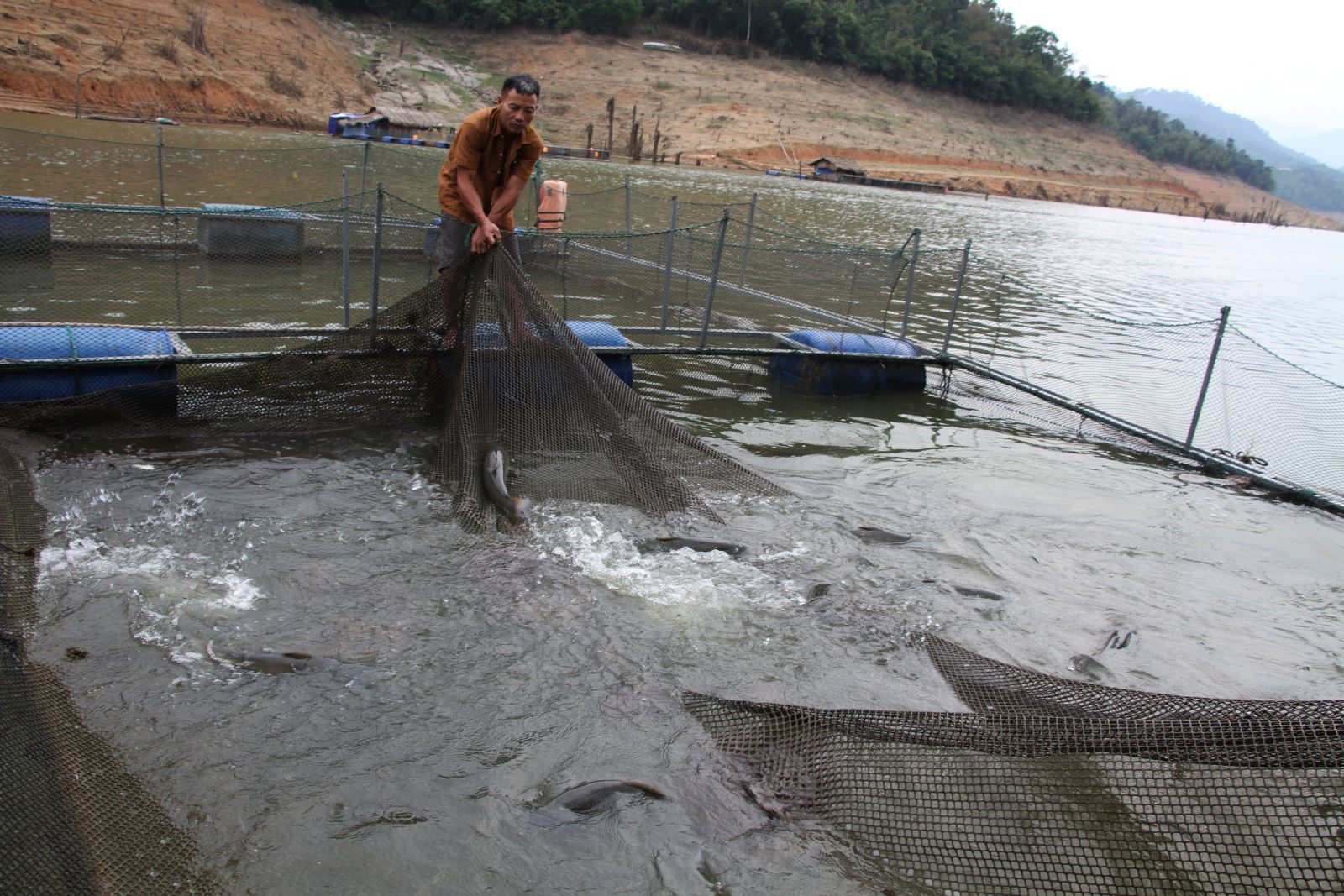 Người dân nuôi cá ở lòng hồ thủy điện cho hiệu quả kinh tế cao, mỗi năm thu lãi hàng trăm triệu đồng.