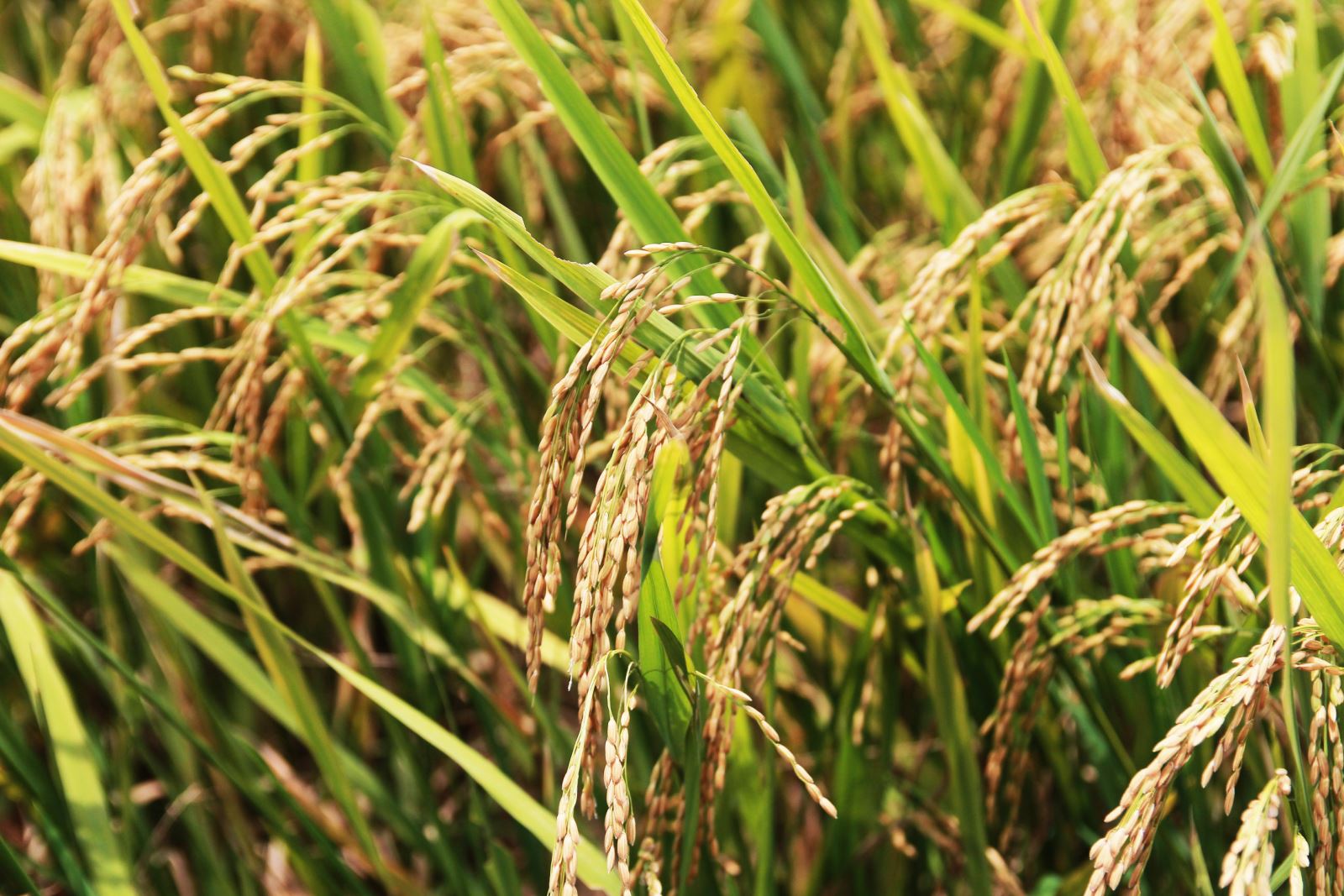 Lúa đã bắt đầu chín vàng trĩu hạt trên các cánh đồng ở nhiều địa phương như: Yên Thành, Quỳnh Lưu, Diễn Châu,..
