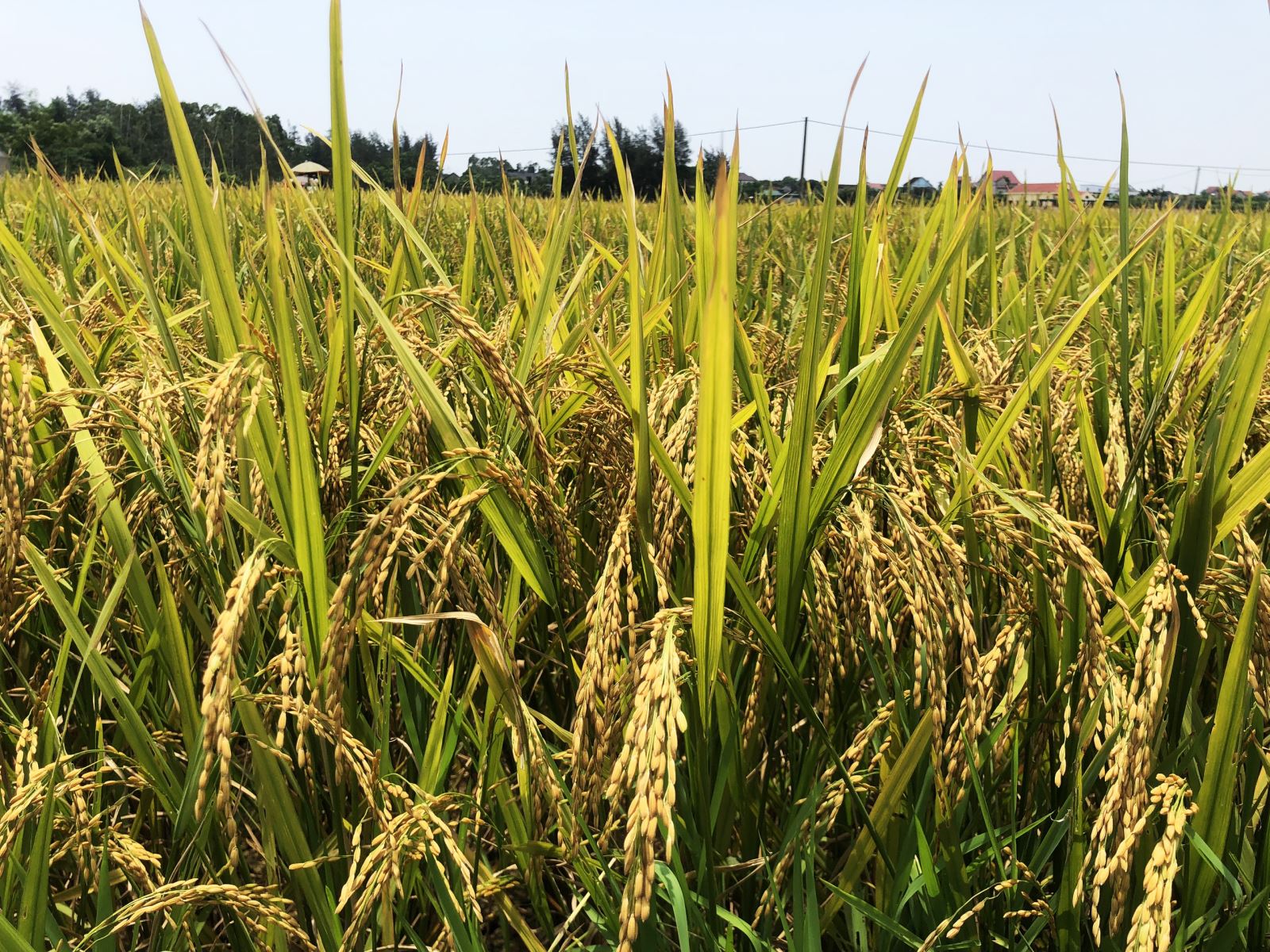 Vụ xuân năm 2023, toàn tỉnh Nghệ An gieo trồng trên 91.000 ha lúa, phấn đấu đạt năng suất bình quân 67,2 tạ/ha, sản lượng 611.500 tấn.