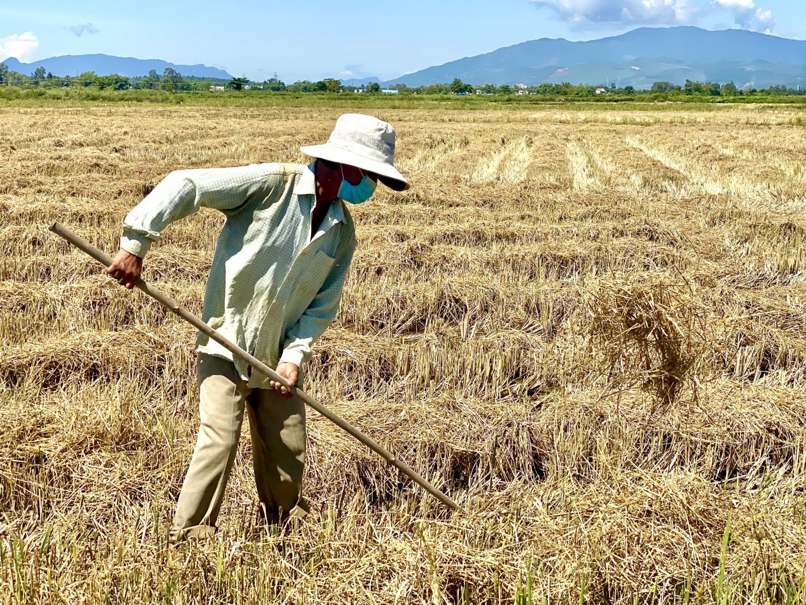 Sở dĩ năng suất và sản lượng lúa cả năm 2022 của Quế Sơn tụt giảm so với năm 2021 là do đợt mưa lớn kéo dài kèm theo gió mạnh bất ngờ xảy ra vào cuối tháng 3/2022.