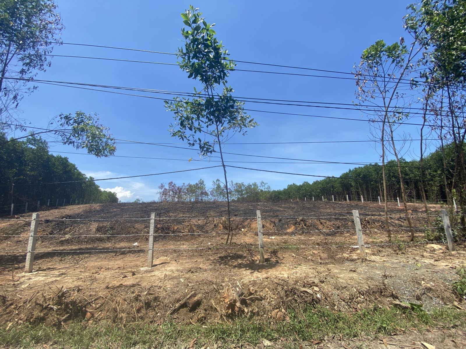 Một khu vực đất bị đốt trụi, san phẳng để chuẩn bị trồng cây trên địa bàn huyện Hoà Vang.