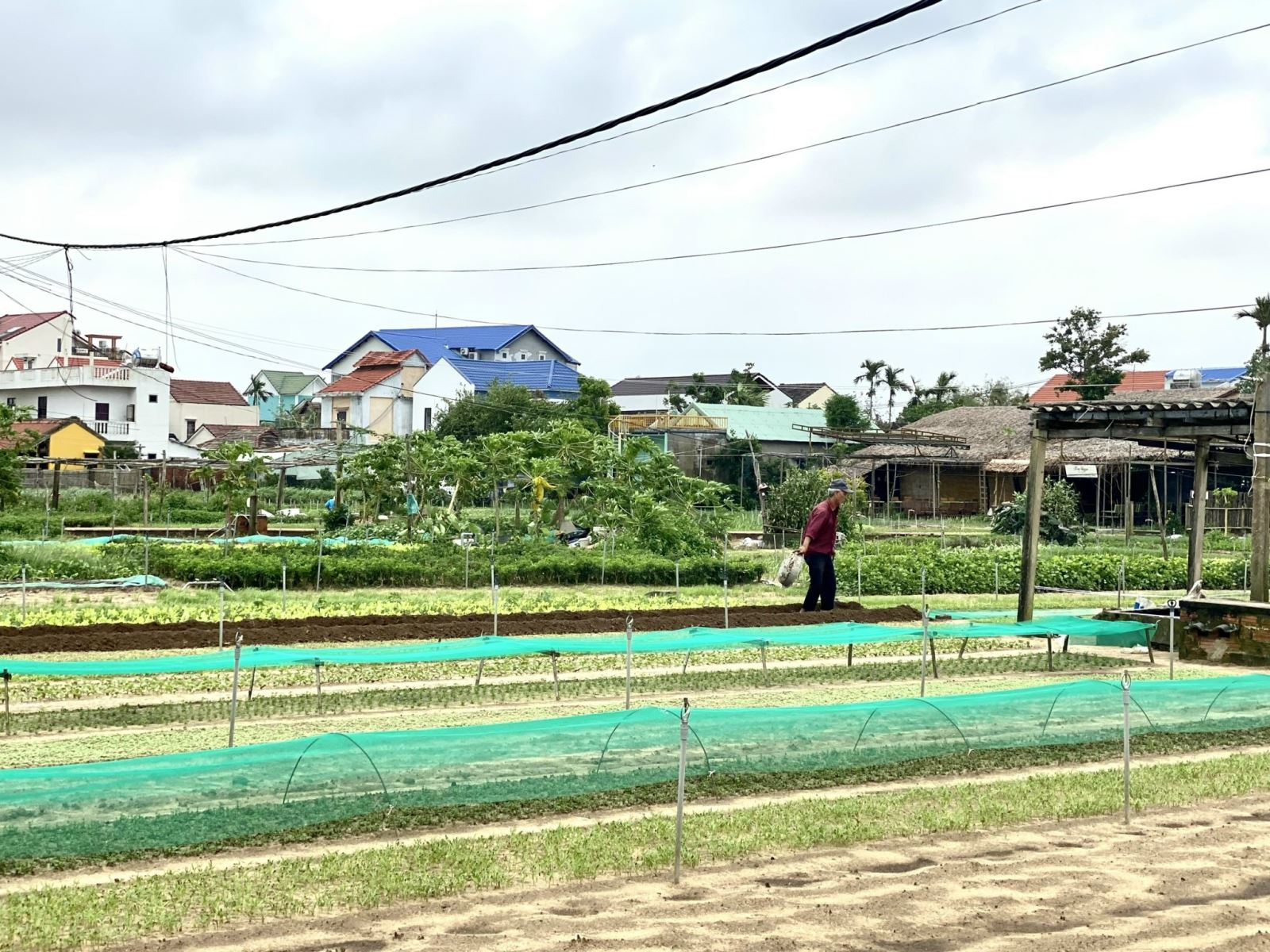 Làng rau sạch Trà Quế, điểm phát triển nông nghiệp gắn liền với du lịch tại thành phố Hội An.