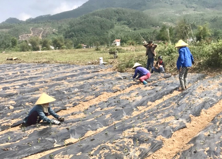 Người dân trồng cây cà gai leo tại xã Sơn Viên, huyện Nông Sơn, tỉnh Quảng Nam.