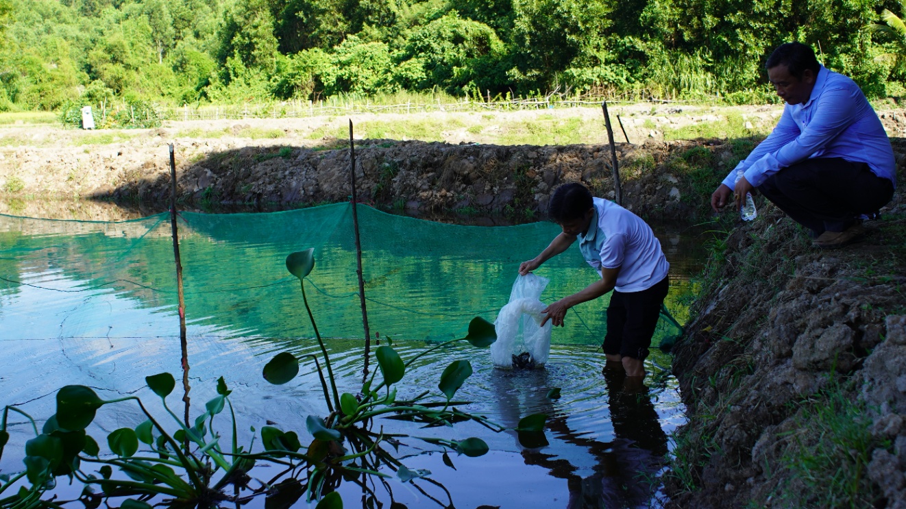 Việc triển khai mô hình nuôi cá rô đầu vuông kết hợp trồng sen tại xã Sơn Viên nhằm đa dạng hóa đối tượng nuôi thủy sản nước ngọt, sử dụng có hiệu quả ao hồ nước ngọt sẵn có tại địa phương, góp phần tăng thu nhập cho bà con nông dân.